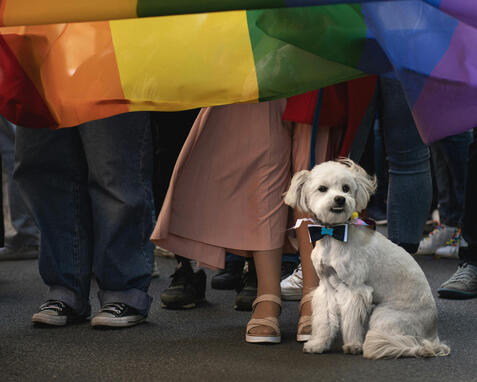 Dog in pride parade at Latvia